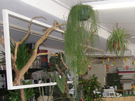 plantes-suspendues.jpg