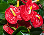 anthurium.jpg